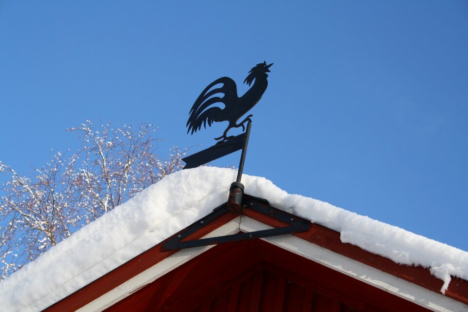 Cock snow winter