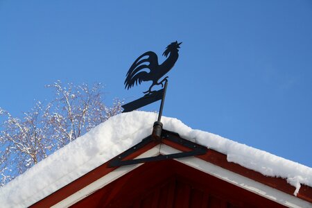 Cock snow winter