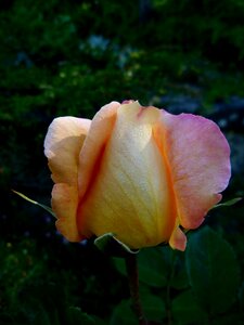 Macro garden rose bud photo