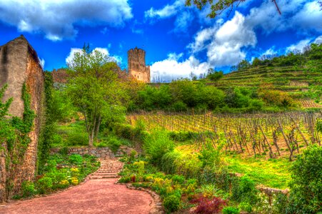 Castle ruins vineyards photo filter