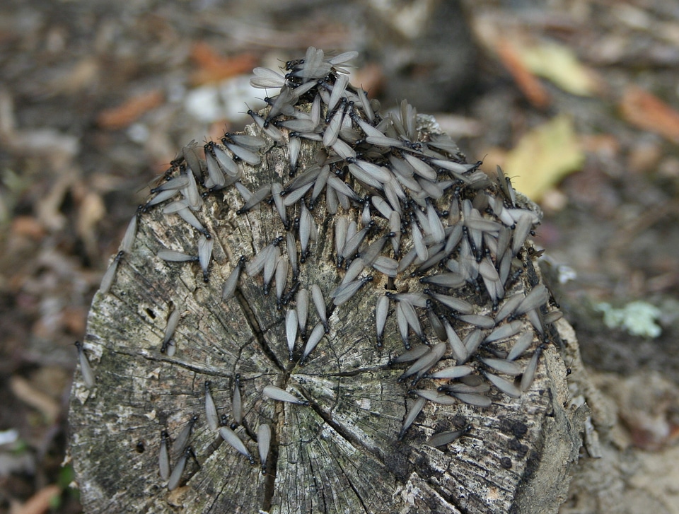 Wing wildlife bug photo