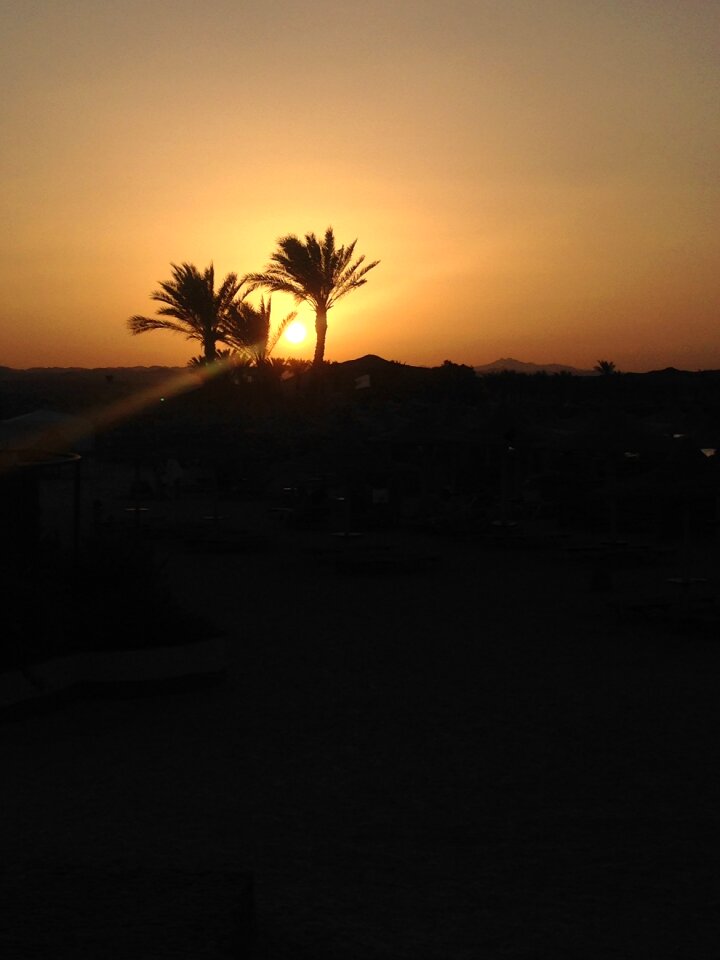 Palms egypt atmosphere