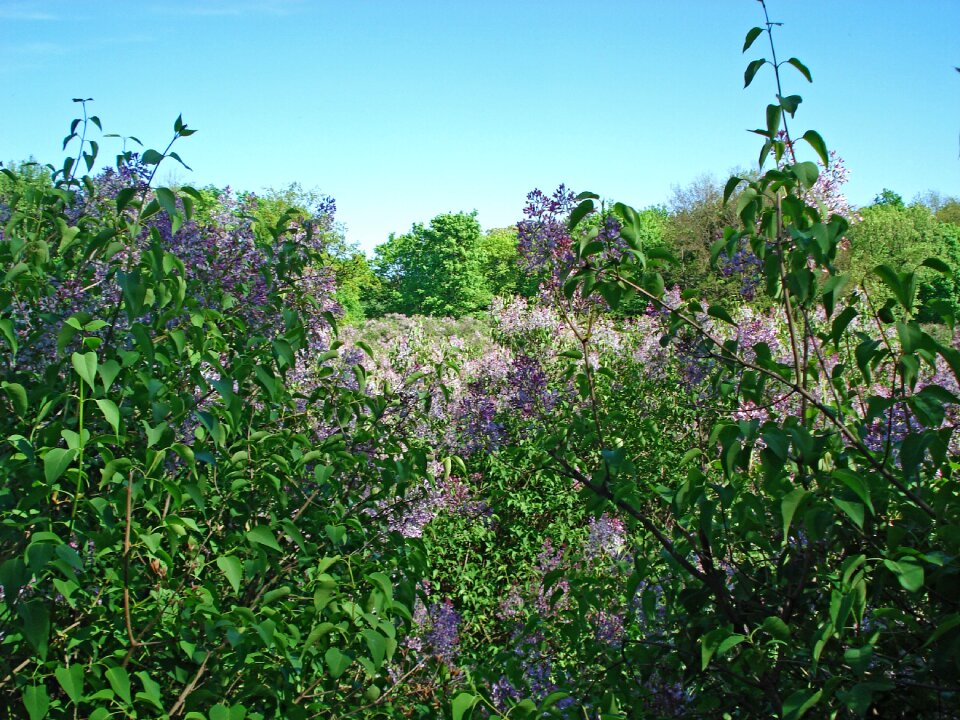 Spring lilac lilac bloom