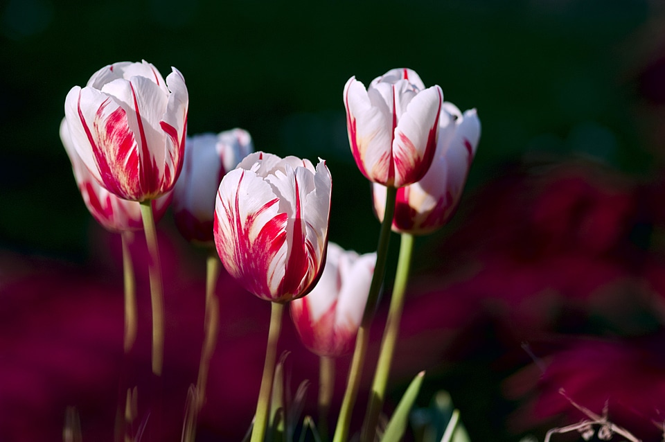Color spring nature