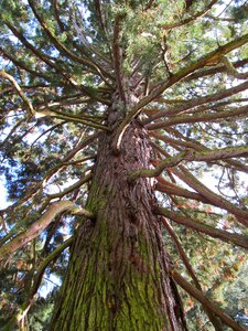 Forest old tree nature