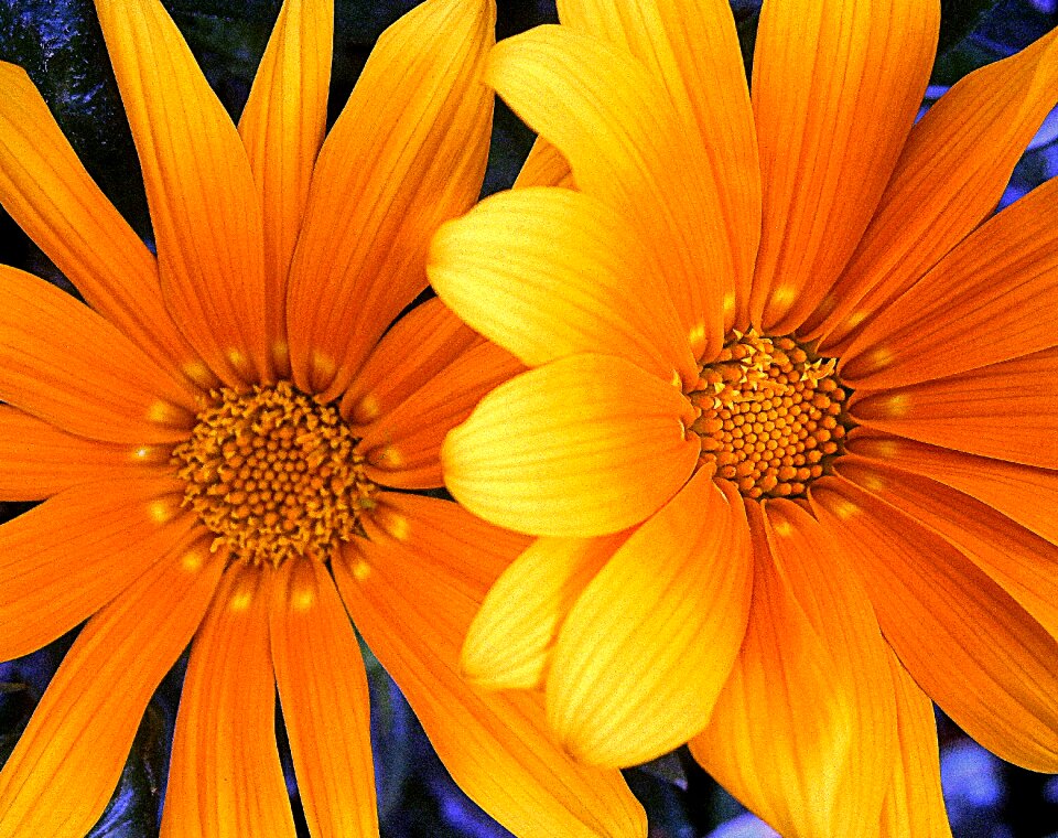 Orange yellow flower photo