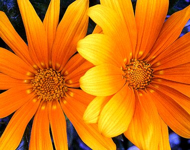 Orange yellow flower