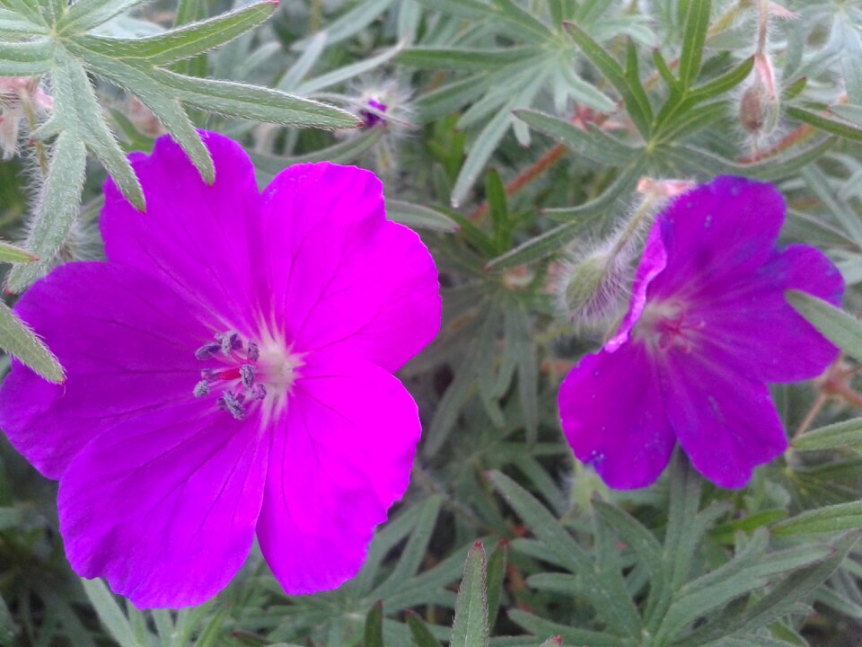 Ornamental plants colorful violet