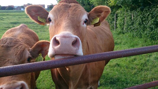 Calf curiosity head