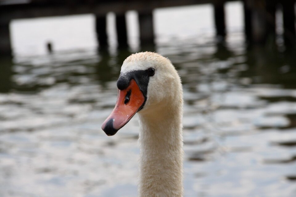 Wild birds łab swan