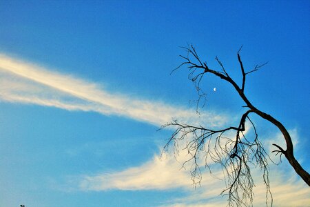 Dead branches twigs