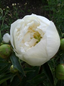 Peony white flower bed