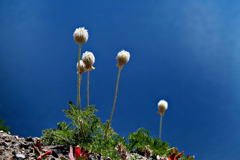 Nature plant blossom
