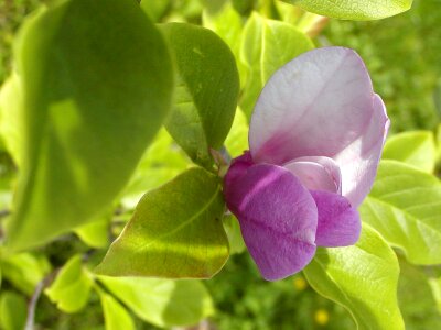 Tree lila beauty