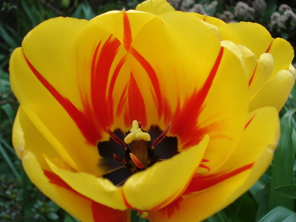 Flower yellow red