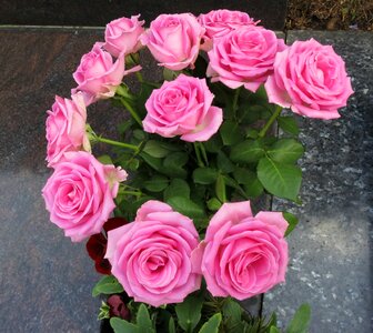 Strauss roses farewell