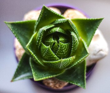 Closeup nature plants