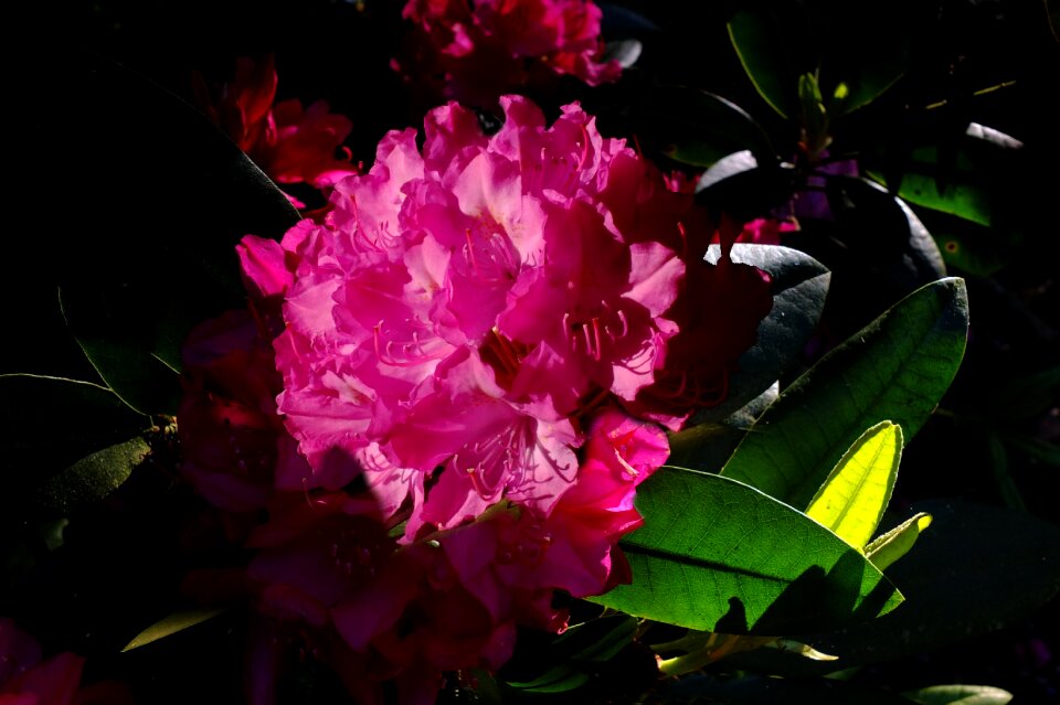 Backlighting lichtspiel flowers