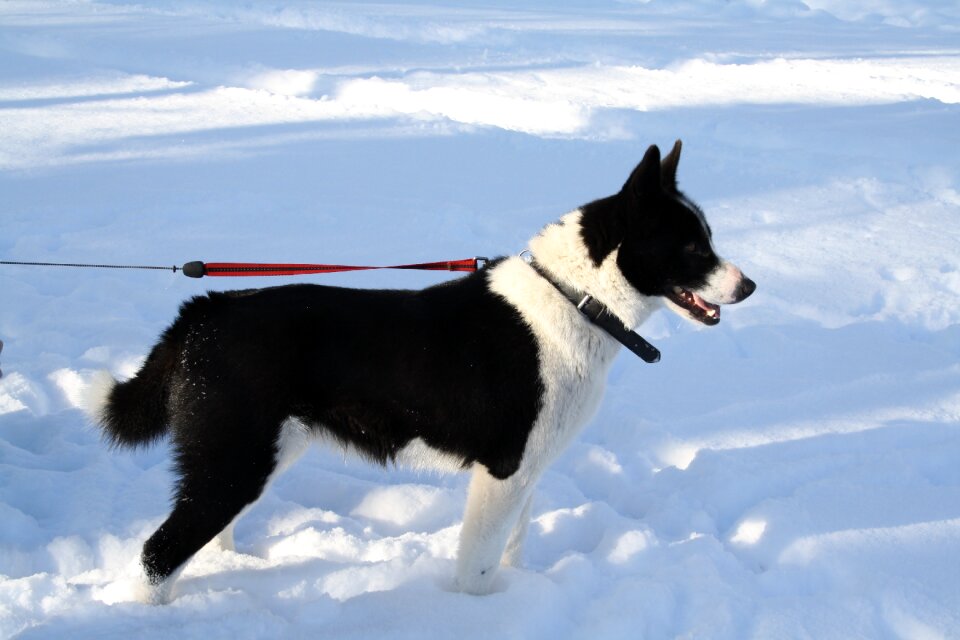 Animal winter snow
