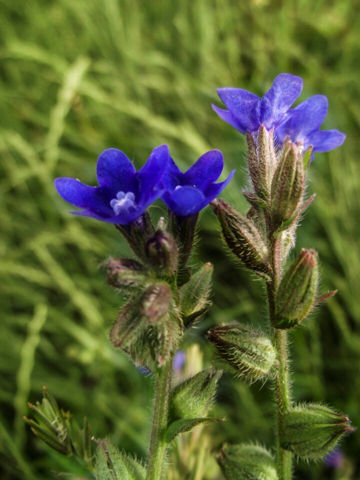 Bloom blue colorful