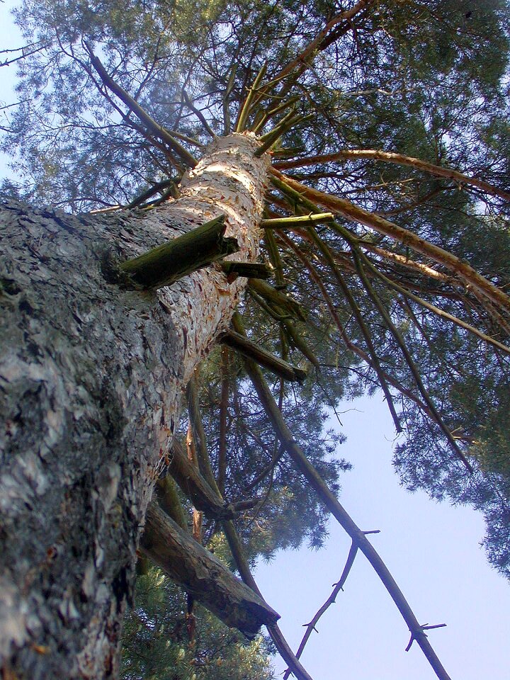 Up strain branches