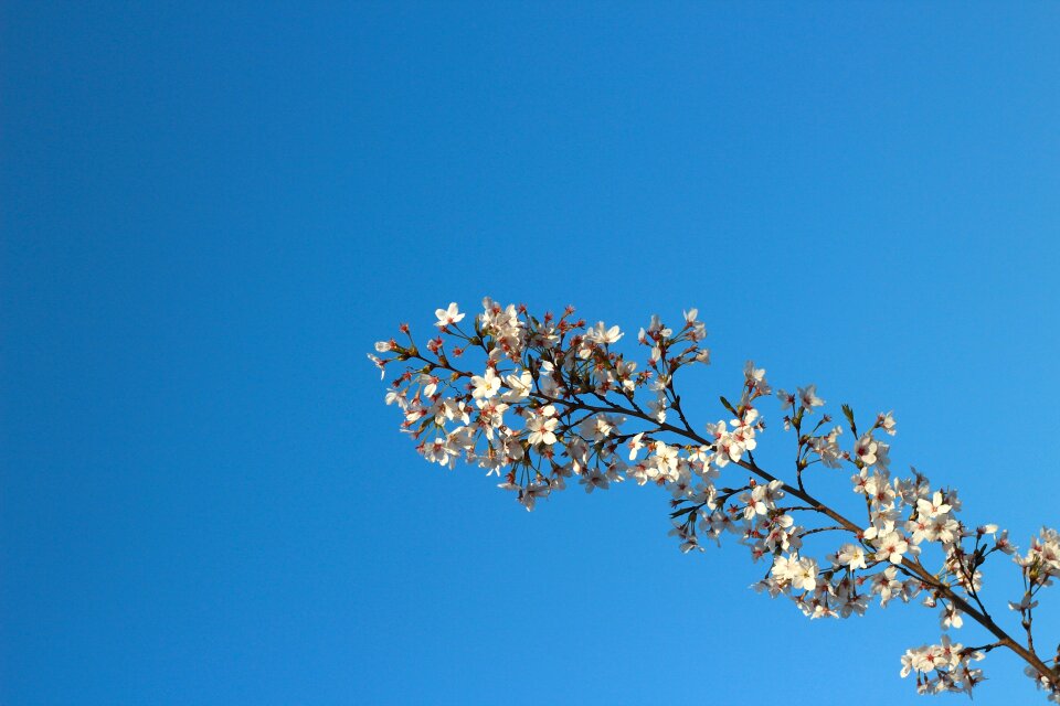 Views cherry blossom spring