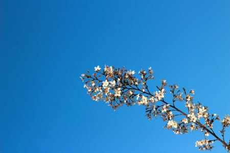 Views cherry blossom spring photo
