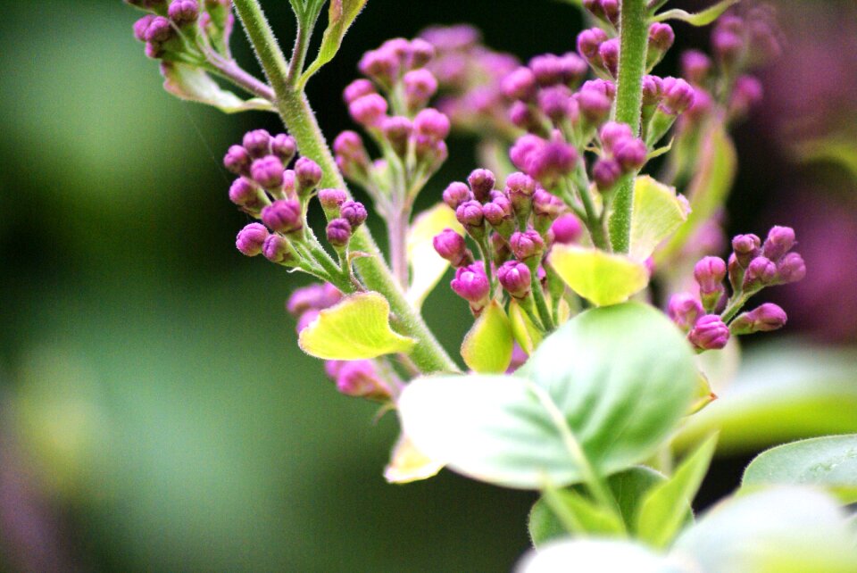 Close up syringa purple
