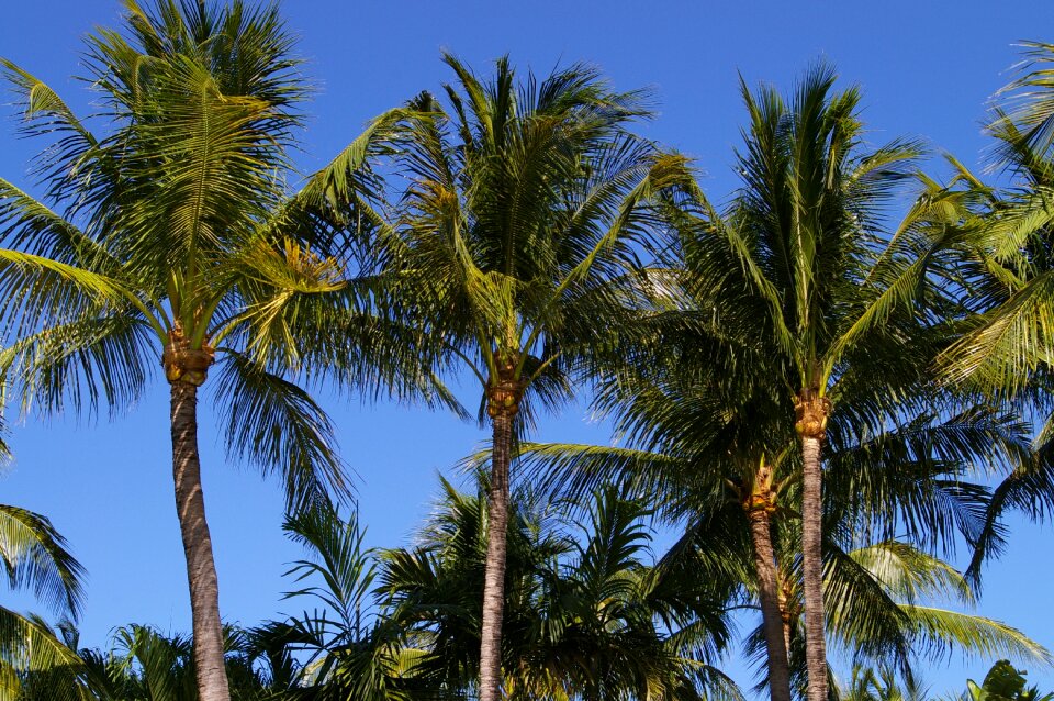 Palm trees nature