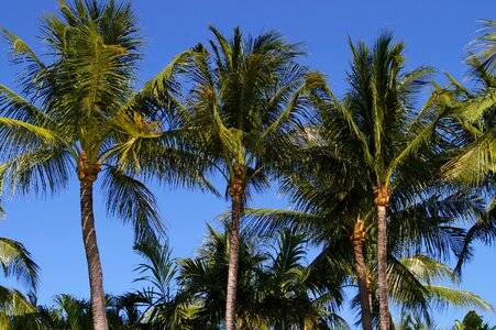 Palm trees nature