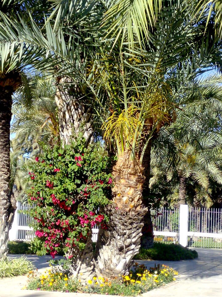 Tourism palms plants