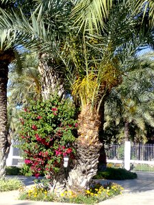 Tourism palms plants photo