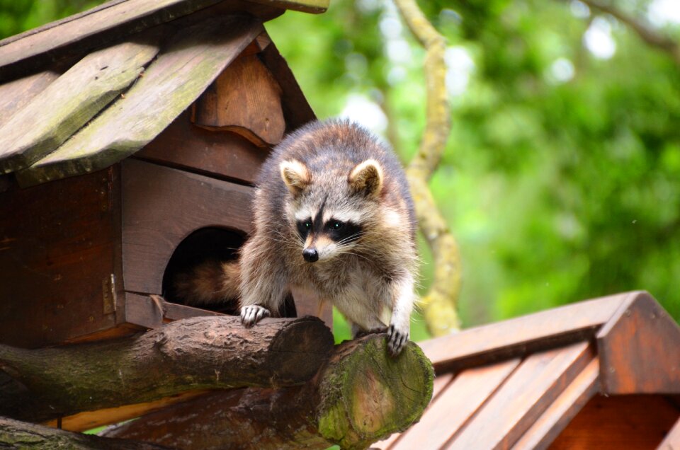 Raccoon güstrow eco-park