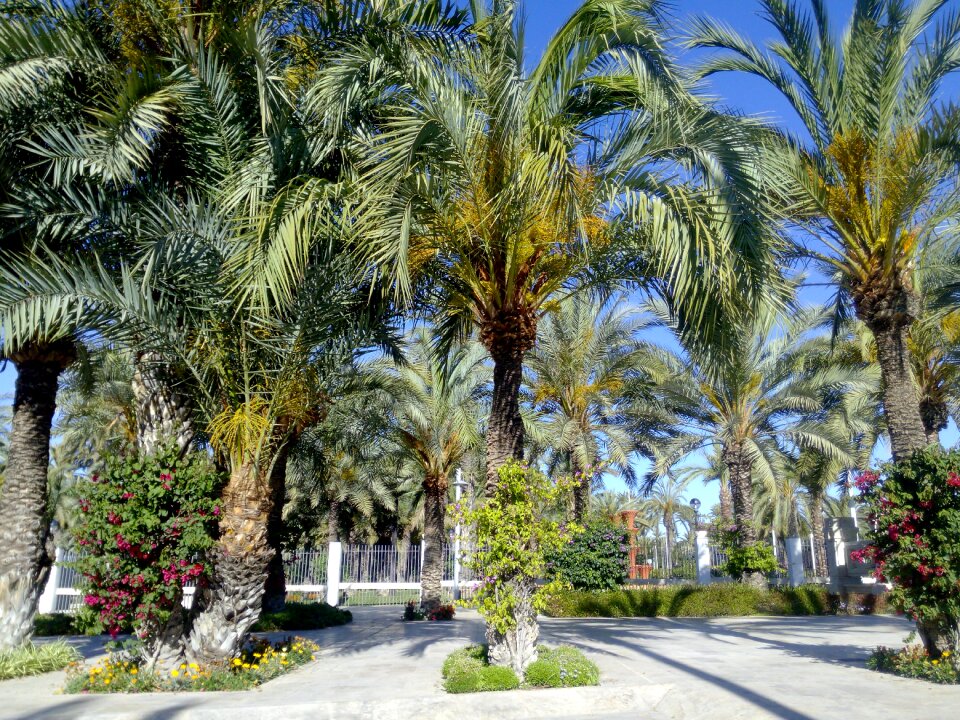 Palms decoration memory