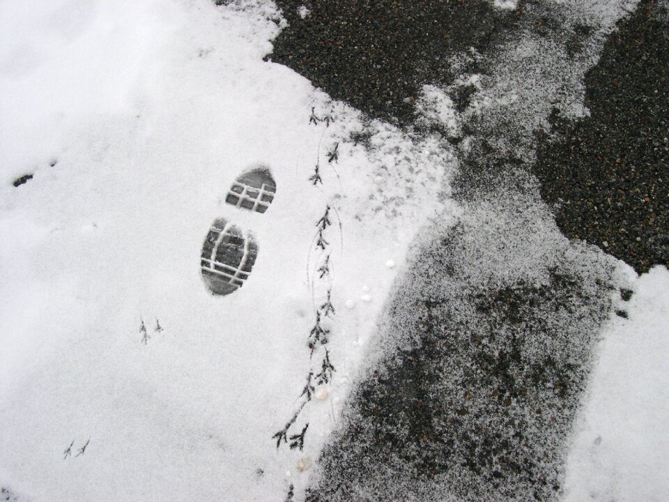 Fingerprint snow little bird