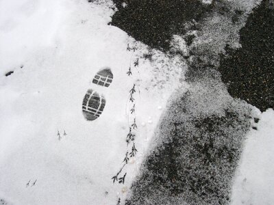 Fingerprint snow little bird