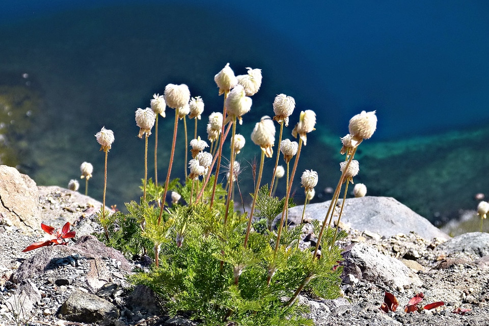 Water nature plants