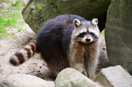 Raccoon güstrow eco-park