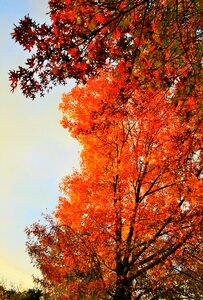 Golden light autumn photo