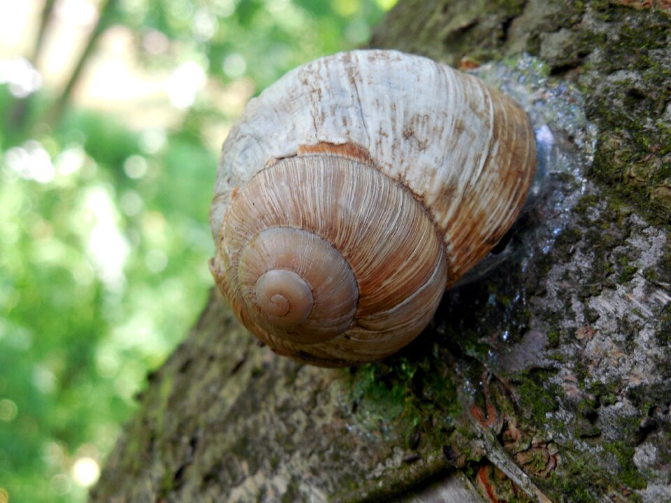 Mollusk slowly helix pomatia
