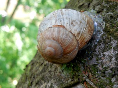 Mollusk slowly helix pomatia