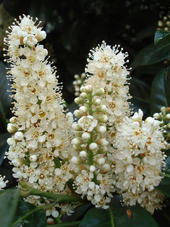 Kastanienbuete white plant
