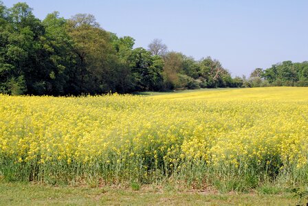 Scenery cultivation countryside