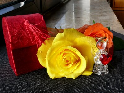 Bloom roses flowers