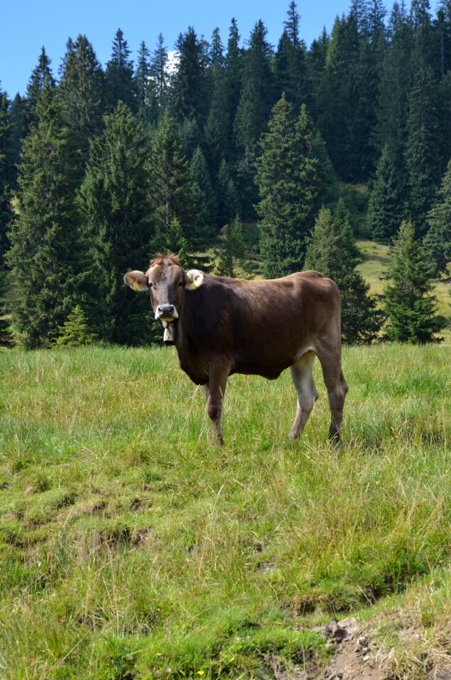 Mountain meadows alm graze