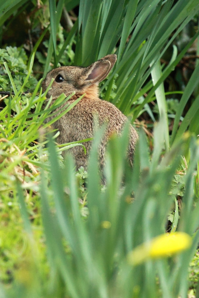 Ears easter fluffy