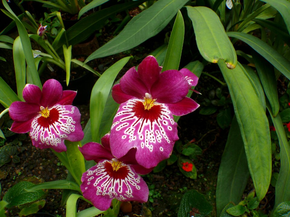 Blossom bloom plant