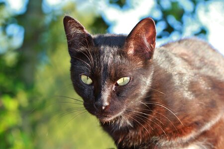 Cat face head animal photo