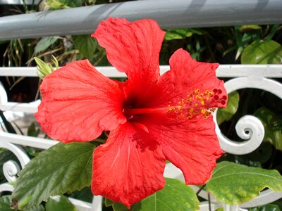 Petals nature red