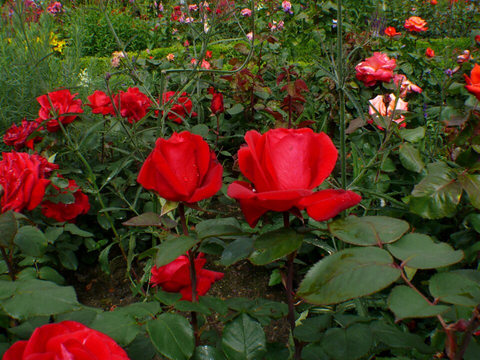 Bloom rose bloom plant